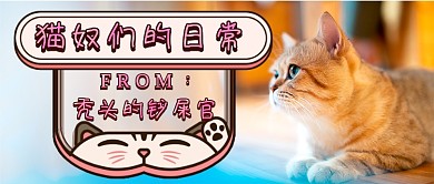 猫奴的日常写实新媒体首图