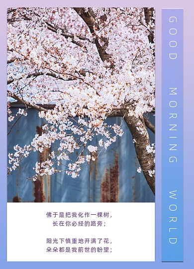 浪漫实景樱花文艺文章配图