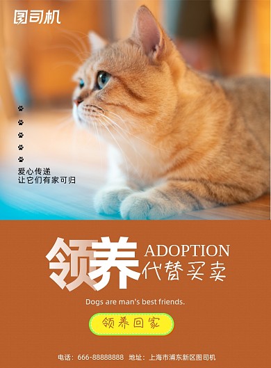 领养橙色简约宠物公益活动宣传海报