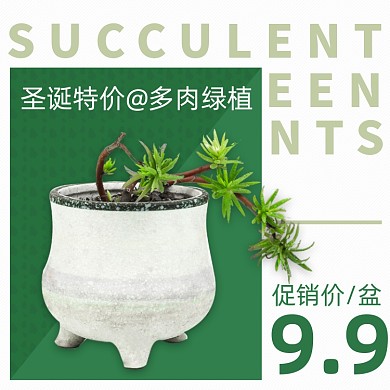圣诞节鲜花绿植多肉盆栽主图直通车