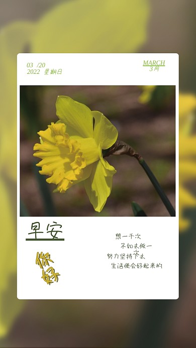 简约黄花早安朋友圈海报