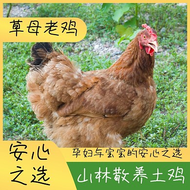 母鸡农家土鸡主图直通车模板