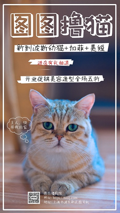 撸猫大气时尚简约手机海报