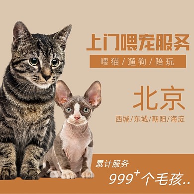 上门喂宠服务春节过年主图