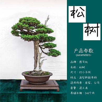 松树植物盆栽淘宝主图直通车模板