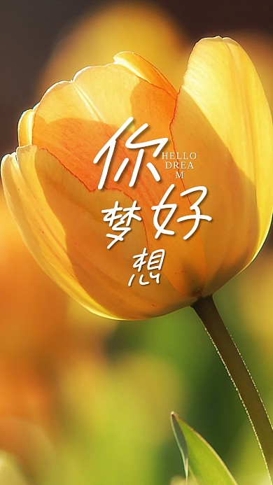 手机海报鲜花心语心情花儿