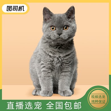 宠物直播选择主图直通车图