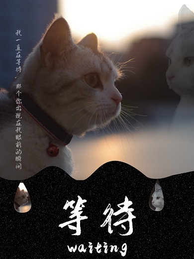 以猫代人之等待海报