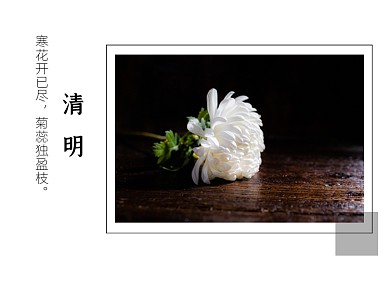 清明节白菊追思祭奠横版配图