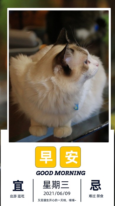 早安小猫图案每日一签摄影图海报