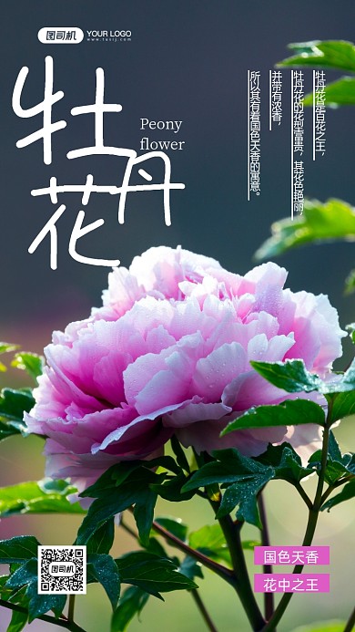 牡丹花花中之王写实手机海报