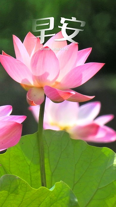 手机海报花植物花儿绿色美丽荷花荷叶