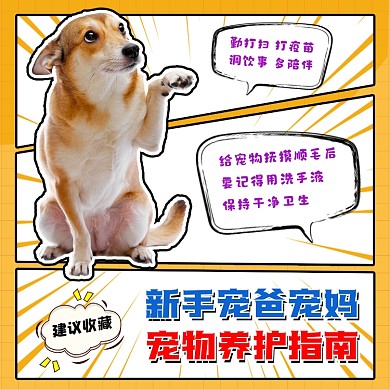 宠物养护指南创意方图海报