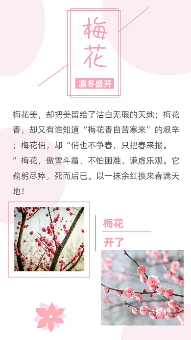 文艺清新梅花开了文章配图