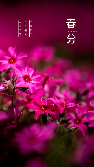 简约春分手机海报