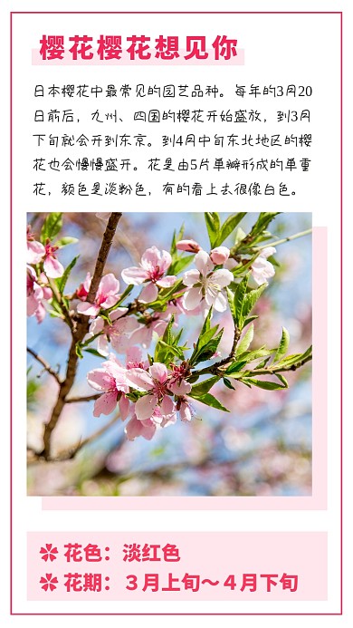 春天出行踏青赏花樱花竖版配图