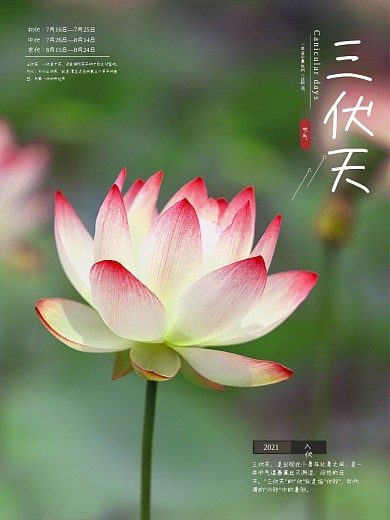 三伏天入伏初伏夏天荷花海报