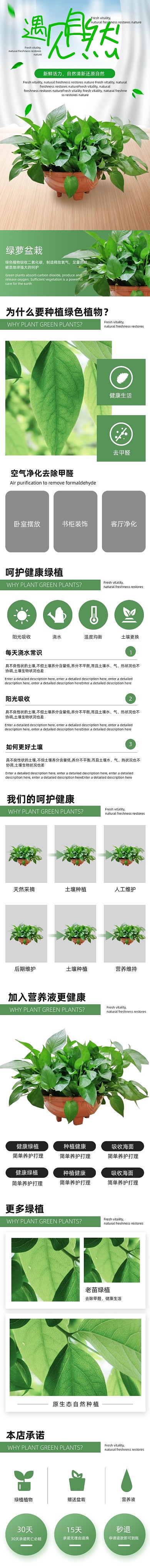 绿萝绿植装饰美化植物详情页