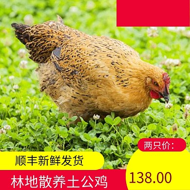 简约风农家散养土鸡乌鸡电商主图直通车