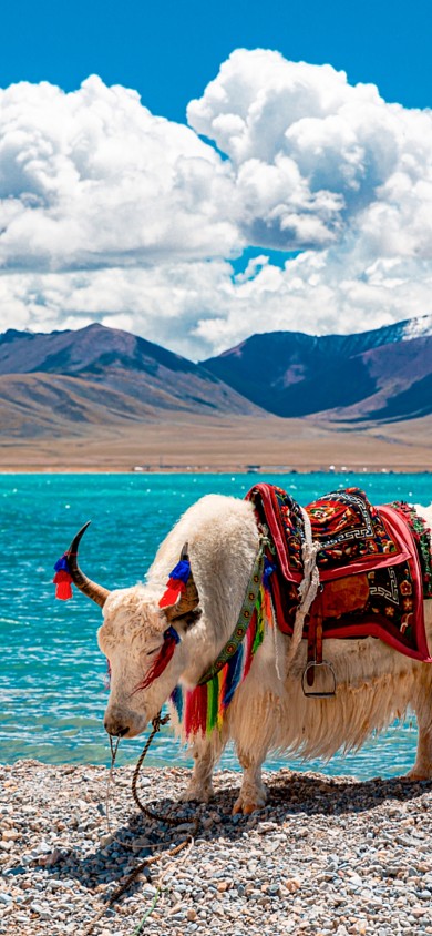 蒙古牦牛手机壁纸