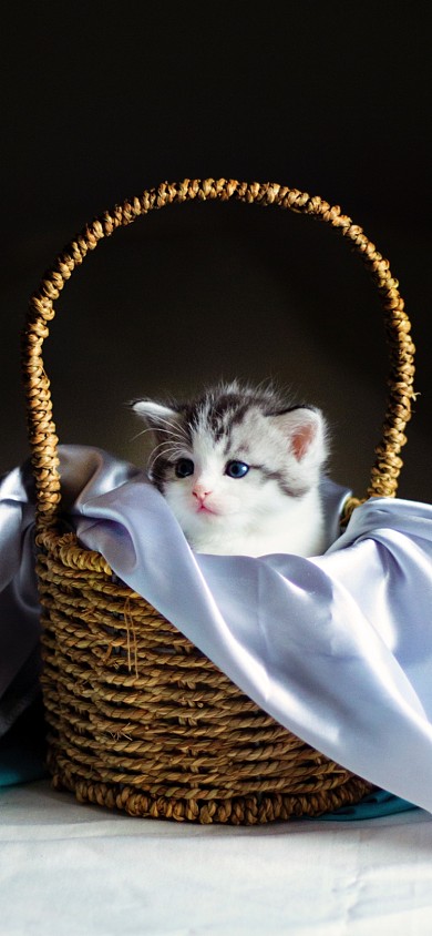 小猫咪萌宠油画手机壁纸