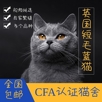 猫咪宠物淘宝主图直通车模板