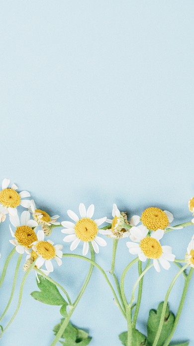 小雏菊文艺清新手机壁纸