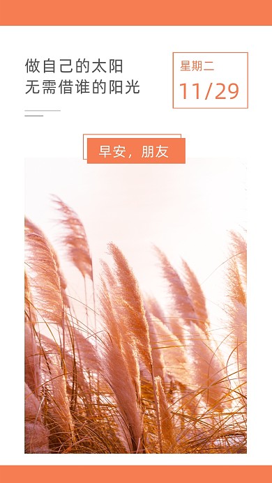 早安问候芦苇文章配图