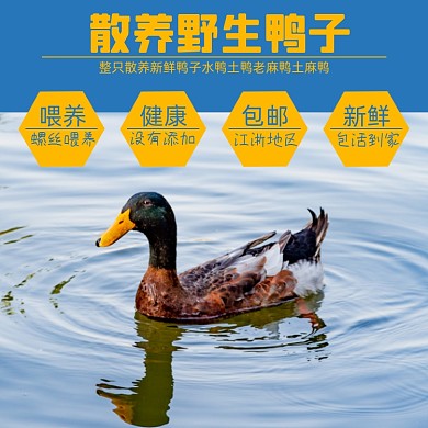 动物鸭子养殖淘宝主图直通车模板