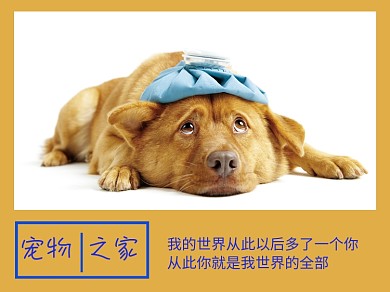 宠物之家狗黄蓝简约横版配图