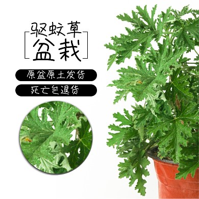 驱蚊草盆栽植物淘宝主图直通车模板