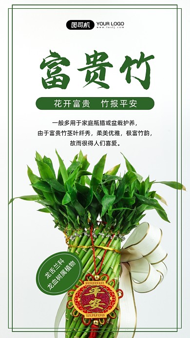 富贵竹植物写实手机海报