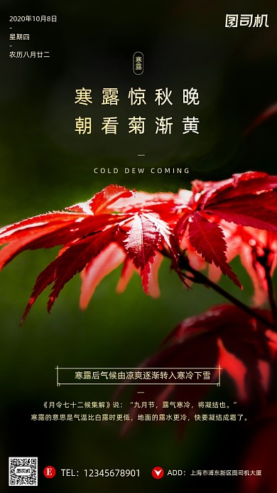 寒露节气摄影图文艺清新枫叶手机海报