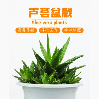 盆栽芦荟植物淘宝主图直通车模板