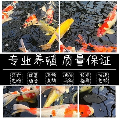 金鱼宠物养殖淘宝主图直通车模板