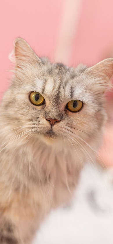 猫咪萌宠摄影手机壁纸