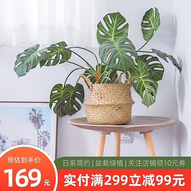 绿植植物盆栽主图直通车