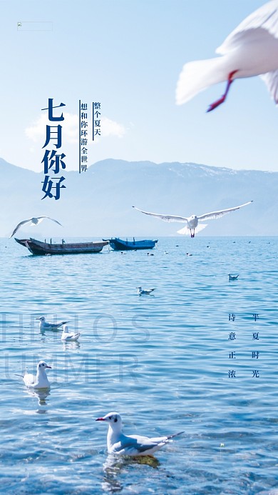 七月你好大海海鸥蓝色摄影图海报
