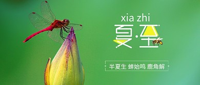 夏至小清新手机用图夏天蜻蜓荷花