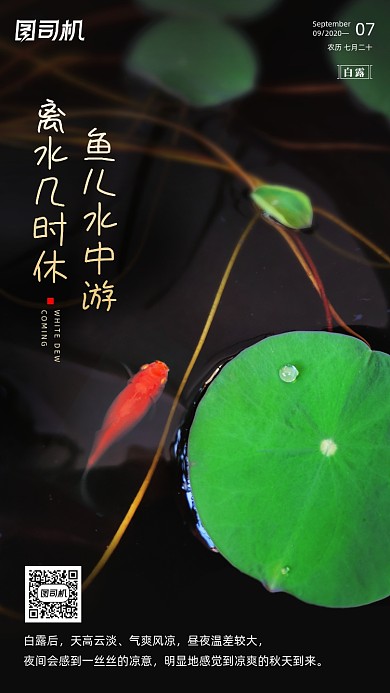 传统节气白露手机海报