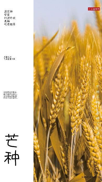 二十四节气芒种二十四节气送花神海报