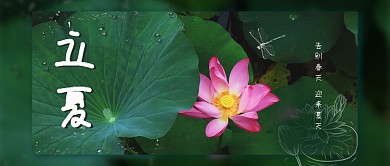 立夏荷花绿色摄影风公众号首图