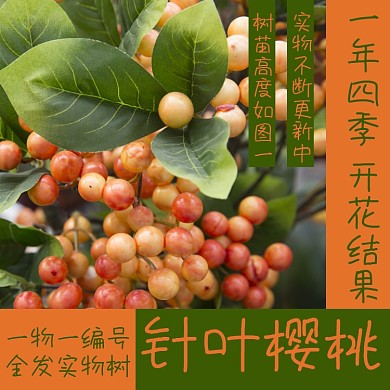 樱桃树树木水果淘宝主图直通车模板