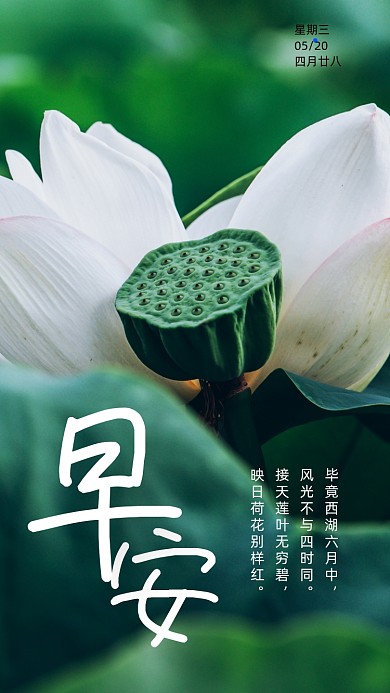 早安你好清新荷花手机海报