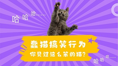 猫咪搞笑行为可爱直播横版视频封面