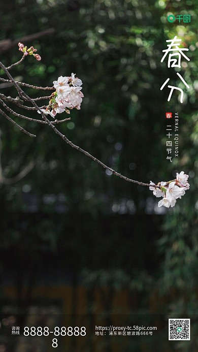 二十四节气春分桃花海报