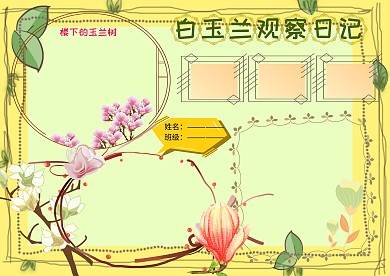 白玉兰观察日记手抄报版面设计