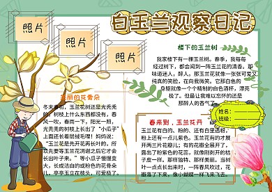 白玉兰观察日记动植物小报小学生手抄报