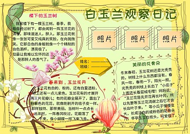 白玉兰观察日记动植物小报小学生手抄报