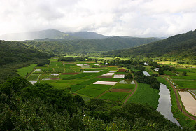 夏威夷芋头田